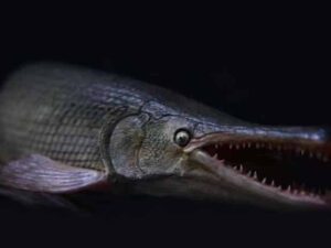 SLA 3D Printed Longnose Gar Model as Teaching Aids
