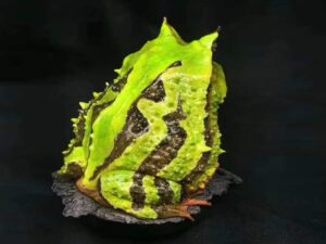 SLA 3D Printed 1:1 Frog Model