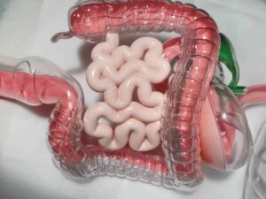 SLA 3D Printed and Fine-Painted Transparent Human Organ Model