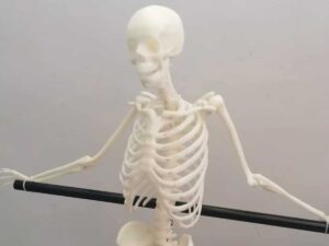 3D Printed 1/3 Human Skeleton Model for Medical School Anatomy Class